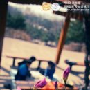 소풍김밥 이미지