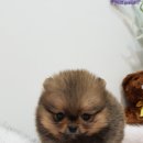 여기는 펫샵 이미지