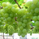 꾸기비어