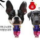 협성치킨유통 | 반려견 컨슈머 리포터님네 온 선물~