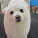 밀독(MILLDOG) 네이버블로그