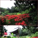 세류중앙약국 | [트래블로거-3편]다솔사에서 비토섬까지..