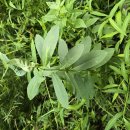 밀크위드(Milk Weed) 이미지