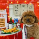 콩몽이네 이미지