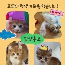 아메리칸컬 믹스 치즈냥 ㅡ남아 이미지