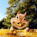 옥 수 이미지