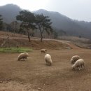 폭포수목장 티스토리