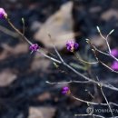 그래도 꽃 이미지