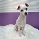 퍼플댕댕 이미지