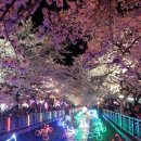세림탕 이미지