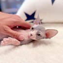 해피고양이분양 이미지