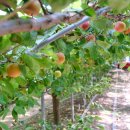 애프리코트(APRICOT) 이미지