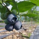 오가네 농장 이미지