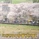 운신초등학교 | 서산 한우목장 웰빙산책로 벚꽃 개화상황 주차꿀팁 아기랑 다녀온 후기
