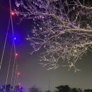 제주 용연구름다리 벚꽃 개화 실시간 모습입니다 밤에 다녀왔어요 이미지