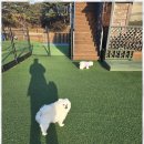 애견펜션 돌봄 이미지