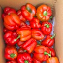 일중농장 이미지