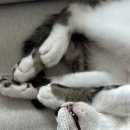 오분도둑 이미지