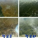 선글라스팜 이미지