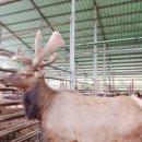 사슴이랑 배랑 농원 이미지