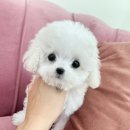 요기독 강아지분양 고양이분양 수원본점 이미지