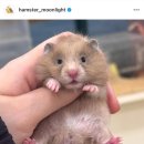 달빛 햄스터리 이미지