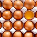 미래팜스 이미지