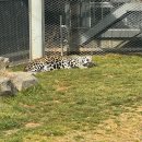 우치 | 광주 우치공원 동물원 후기, 광주 봄나들이 동물원 산책