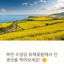 지엠대우부안바로정비 | 부안 수성당 유채꽃밭, 봄날 황홀경에 빠지다 – 바다와 노란 물결의 감동