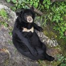 의신 베어빌리지 이미지