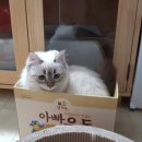 다미우동 네이버블로그