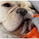 천호동물병원 이미지