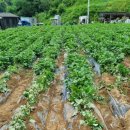 우심농장 이미지