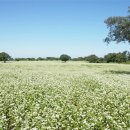 메밀꽃마을 이미지