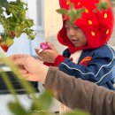 딸기어린이집 | 파주딸기체험 딸기당 모래놀이 키즈존 있는 신상 딸기농장