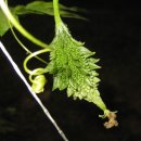 하리네집 이미지