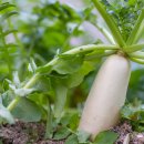 밤에 먹어야 맛있는집 이미지