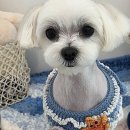 우리 애견 미용실 이미지