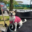 227 | [진천] 충북혁신도시 진천 애견동반카페 베이커리카페 뷰맛집 더힐227 후기🐶
