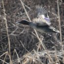 오리 날다 이미지