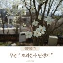 초의선사탄생지(3) | 전남 무안 초의선사 탄생지 꽃구경 매화 목련 나들이