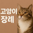 포포즈 반려동물 장례식장 경기광주점 | 서울 고양이 장례, 경기 포포즈 장례식장에서 따뜻한 이별