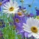 관계(關係)의공존( 이미지