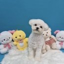 댕댕뷰티 이미지