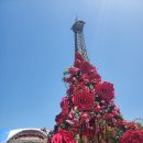 장미공연장 이미지