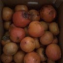 조카가 보내준 감 이미지