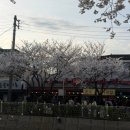 행복마을 삼겹살 | 서울 벚꽃 맛집 ‘성북천마을’ 내돈내산 후기 삼겹살 벚꽃야장 벚꽃장소로 추천!