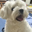 딸기네샵 이미지