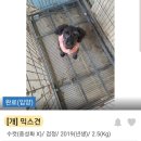 [❤️입양후기❤️] 645. 젤리🐶