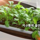화분들닷컴 네이버블로그